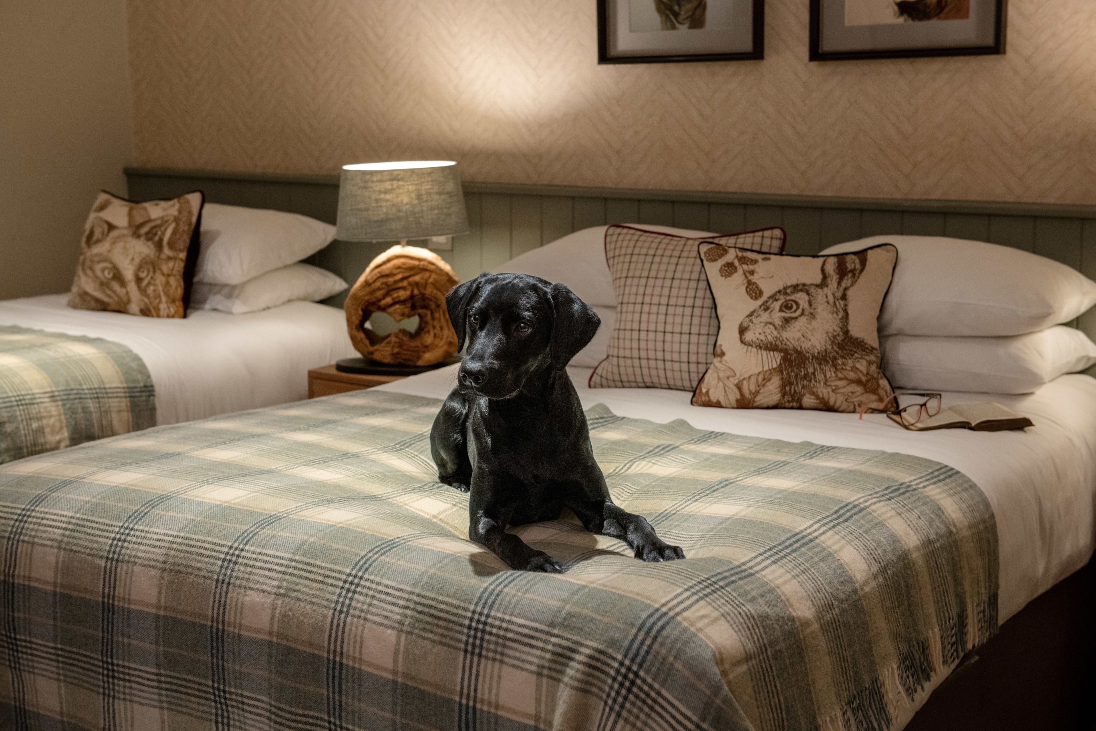 Black Labrador sat on hotel bed